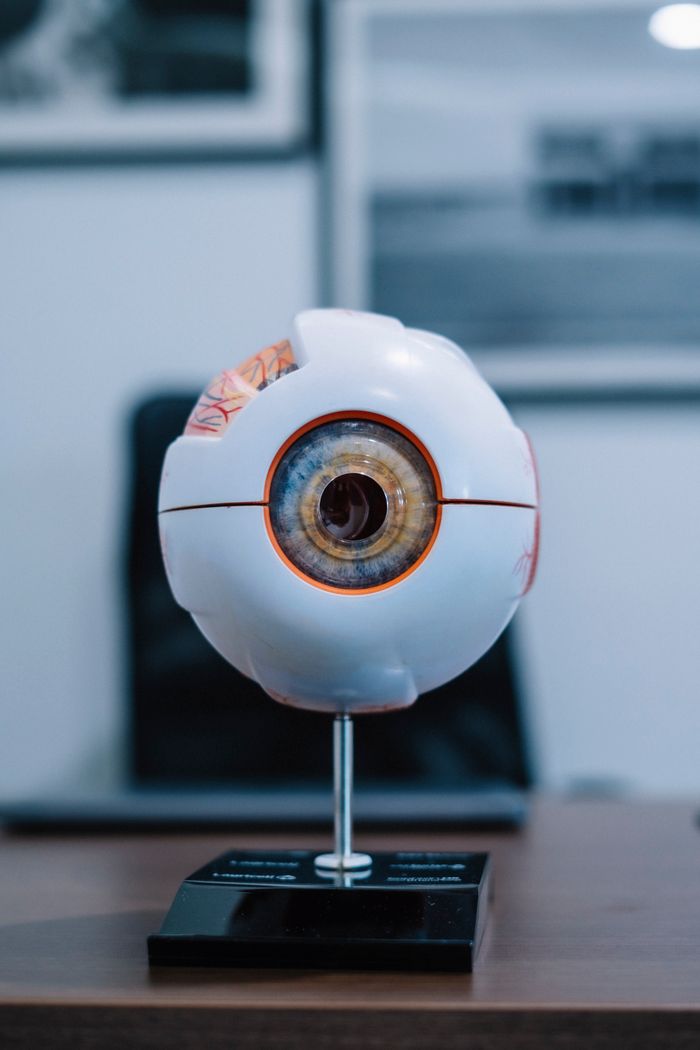 Detailed anatomical eye model displayed indoors on a desk in an educational setting.
